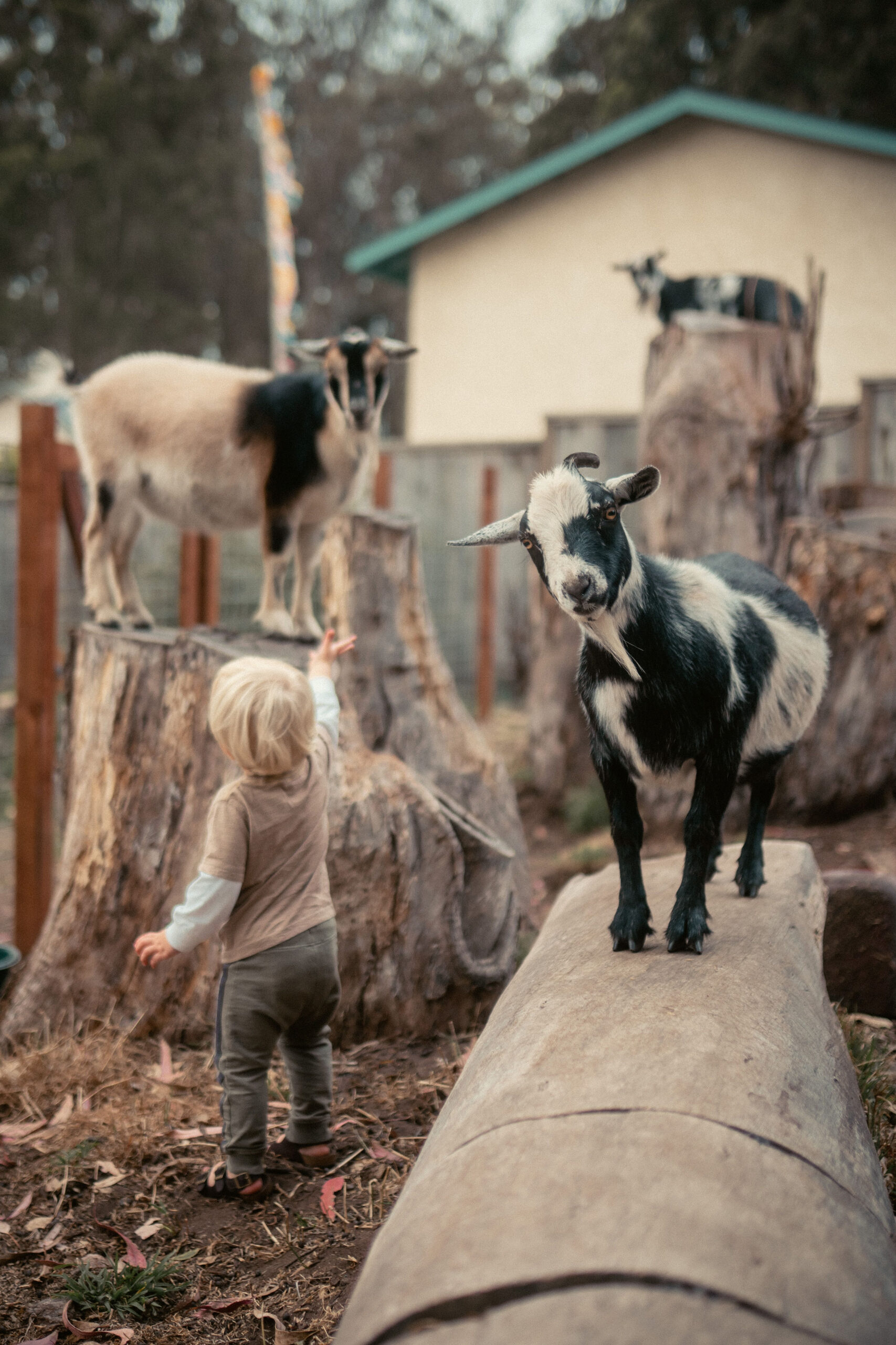 Goats on tree stumps and a small child in a farmyard